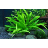 Tropica 1-2-Grow! Helanthium bolivianum 'Quadricostatus' 6,95 €