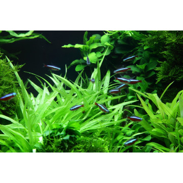 Tropica 1-2-Grow! Helanthium bolivianum 'Quadricostatus'