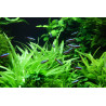 Tropica 1-2-Grow! Helanthium bolivianum 'Quadricostatus'