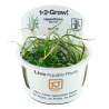 Tropica 1-2-Grow! Helanthium bolivianum 'Vesuvius' 6,95 €