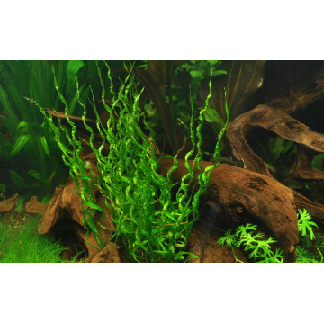 Tropica 1-2-Grow! Helanthium bolivianum 'Vesuvius' 6,95 €