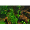 Tropica 1-2-Grow! Helanthium bolivianum 'Vesuvius' 6,95 €