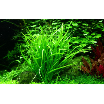 Tropica 1-2-Grow! Helanthium tenellum 'Green'