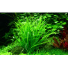 Tropica 1-2-Grow! Helanthium tenellum 'Green'