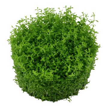 Tropica 1-2-Grow! Hemianthus callitrichoides 'Cuba' 6,95 €