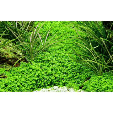 Tropica 1-2-Grow! Hemianthus callitrichoides 'Cuba' 6,95 €