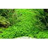 Tropica 1-2-Grow! Hemianthus callitrichoides 'Cuba' 6,95 €