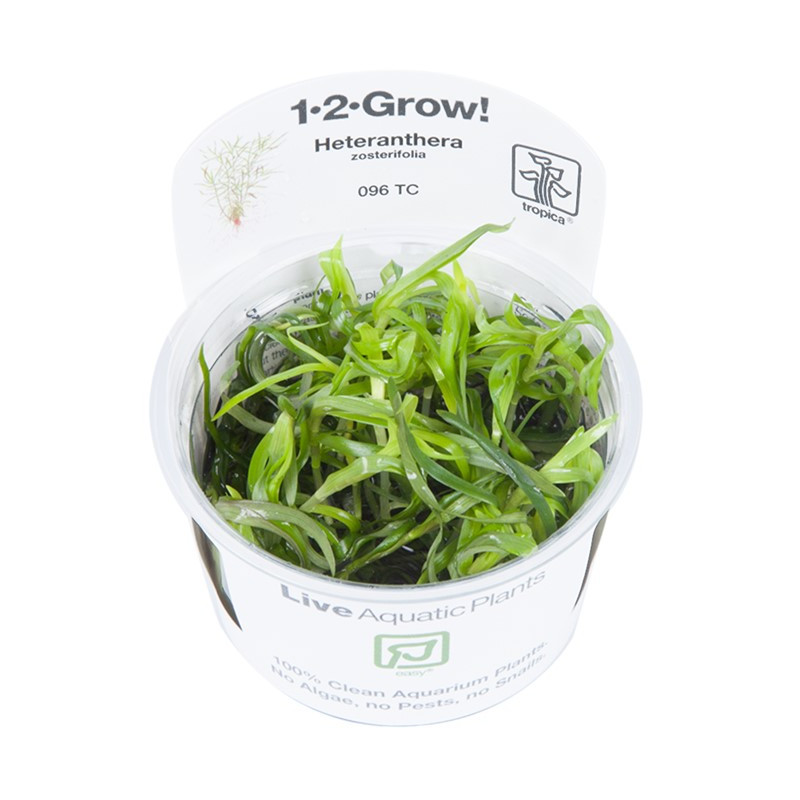 Tropica 1-2-Grow! Heteranthera zosterifolia 6,95 €