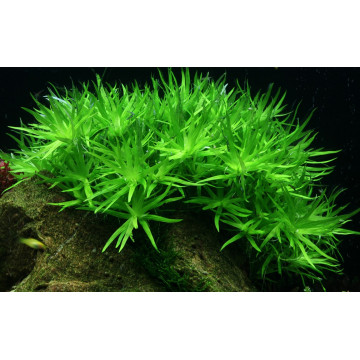 Tropica 1-2-Grow! Heteranthera zosterifolia