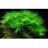 Tropica 1-2-Grow! Heteranthera zosterifolia