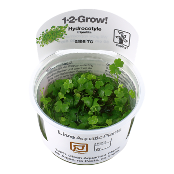 Tropica 1-2-Grow! Hydrocotyle tripartita