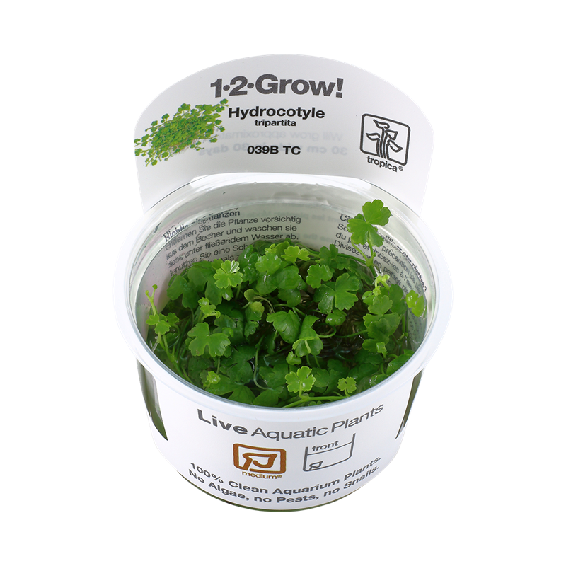 Tropica 1-2-Grow! Hydrocotyle tripartita 6,95 €