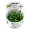 Tropica 1-2-Grow! Hydrocotyle tripartita 6,95 €