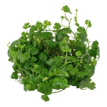 Tropica 1-2-Grow! Hydrocotyle tripartita 6,95 €