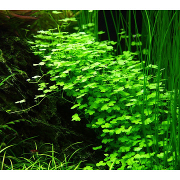 Tropica 1-2-Grow! Hydrocotyle tripartita