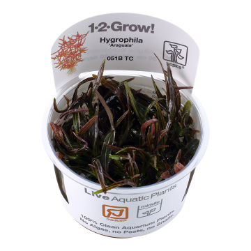 Tropica 1-2-Grow! Hygrophila 'Araguaia' 6,95 €