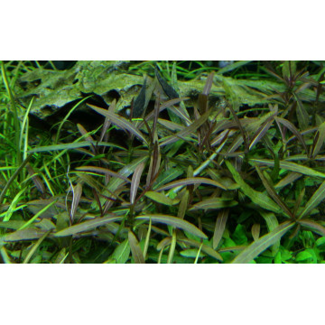 Tropica 1-2-Grow! Hygrophila 'Araguaia' 6,95 €