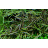 Tropica 1-2-Grow! Hygrophila 'Araguaia' 6,95 €