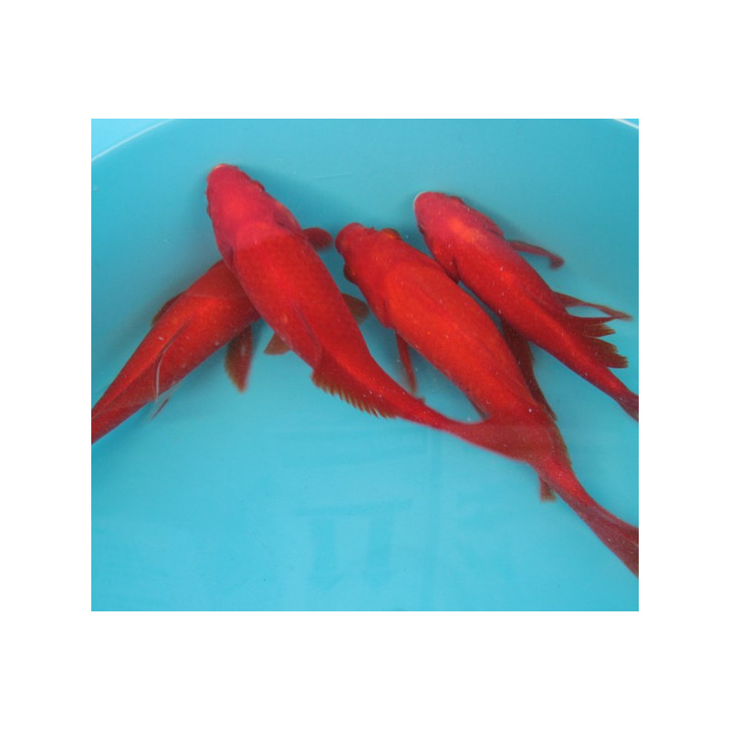 Comettes rouges 18-20 cm 14,50 €