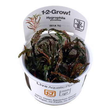 Tropica 1-2-Grow! Hygrophila pinnatifida