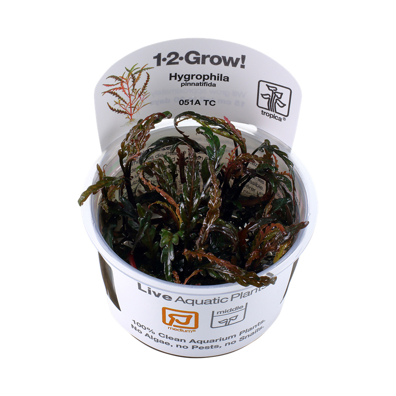 Tropica 1-2-Grow! Hygrophila pinnatifida