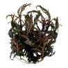 Tropica 1-2-Grow! Hygrophila pinnatifida 6,95 €