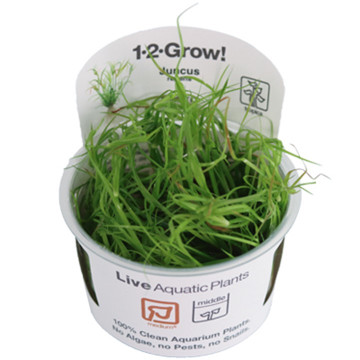 Tropica 1-2-Grow! Juncus repens