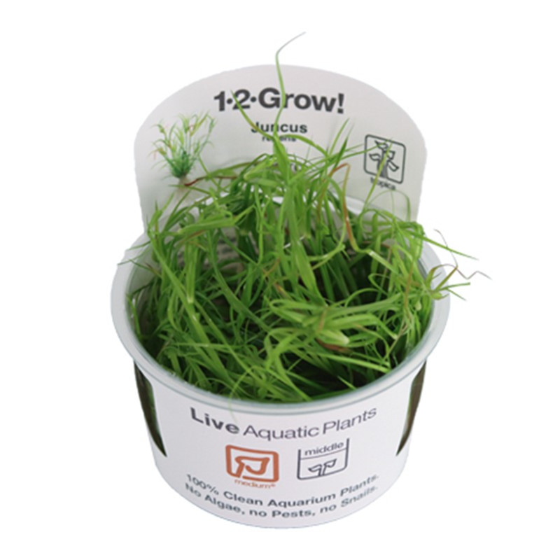 Tropica 1-2-Grow! Juncus repens