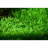 Tropica 1-2-Grow! Lilaeopsis brasiliensis 6,95 €