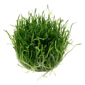 Tropica 1-2-Grow! Lilaeopsis brasiliensis 6,95 €