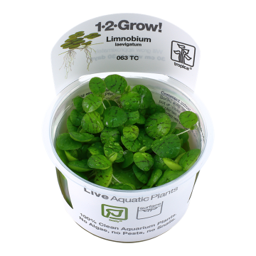 Tropica 1-2-Grow! Limnobium laevigatum 6,95 €