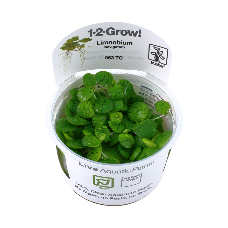 Tropica 1-2-Grow! Limnobium laevigatum 6,95 €