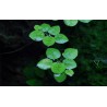 Tropica 1-2-Grow! Limnobium laevigatum 6,95 €