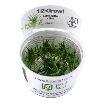 Tropica 1-2-Grow! Littorella uniflora 6,95 €