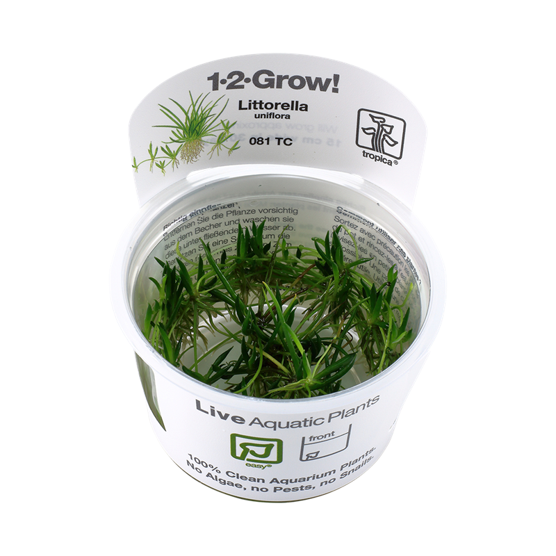 Tropica 1-2-Grow! Littorella uniflora 6,95 €