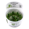 Tropica 1-2-Grow! Littorella uniflora 6,95 €