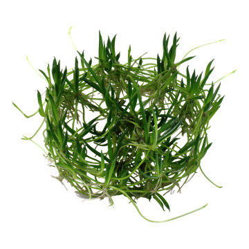 Tropica 1-2-Grow! Littorella uniflora 6,95 €