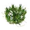 Tropica 1-2-Grow! Littorella uniflora 6,95 €