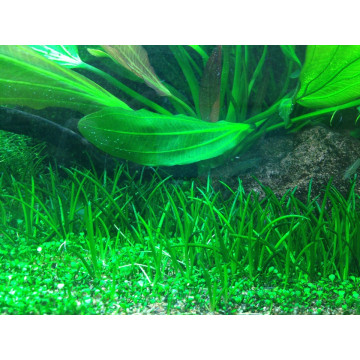 Tropica 1-2-Grow! Littorella uniflora 6,95 €