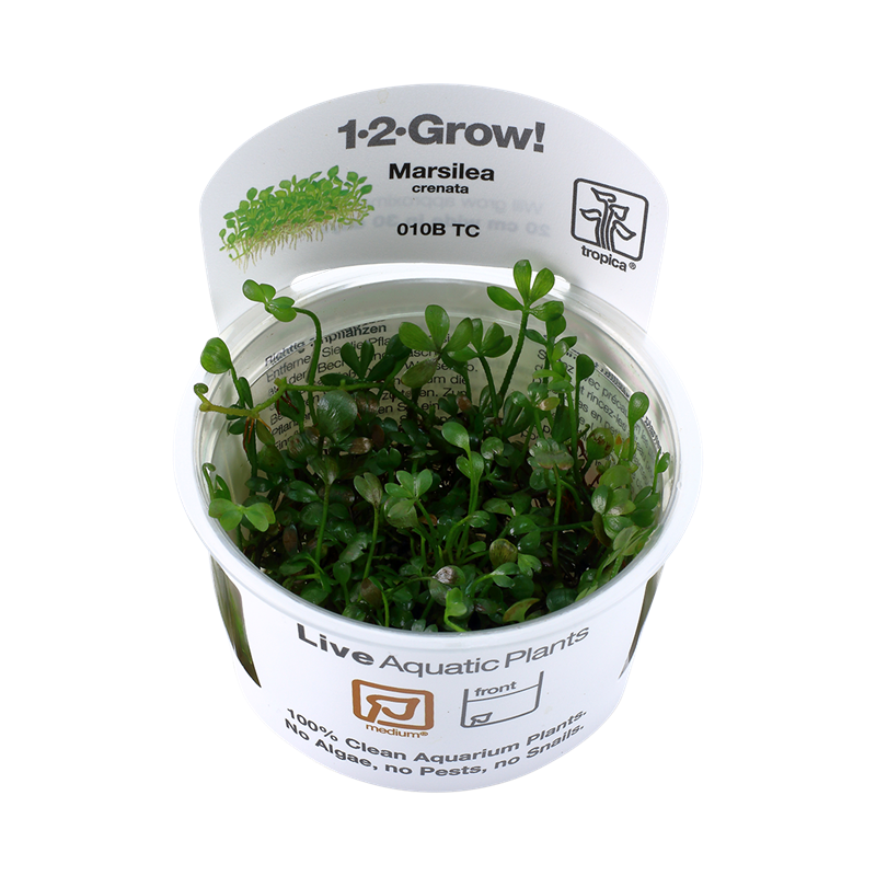 Tropica 1-2-Grow! Marsilea crenata 6,95 €