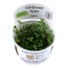 Tropica 1-2-Grow! Marsilea crenata 6,95 €