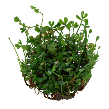 Tropica 1-2-Grow! Marsilea crenata