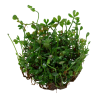 Tropica 1-2-Grow! Marsilea crenata 6,95 €