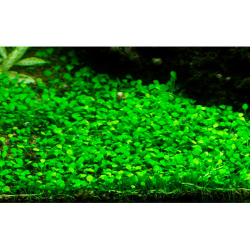 Tropica 1-2-Grow! Marsilea crenata