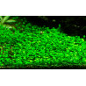 Tropica 1-2-Grow! Marsilea crenata