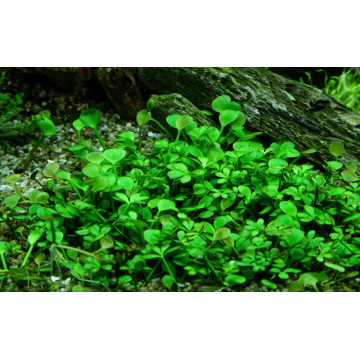 Tropica 1-2-Grow! Marsilea hirsuta 6,95 €