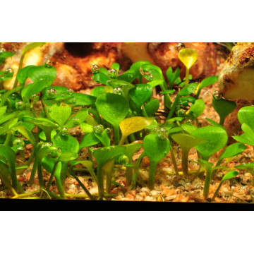 Tropica 1-2-Grow! Marsilea hirsuta