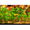 Tropica 1-2-Grow! Marsilea hirsuta 6,95 €