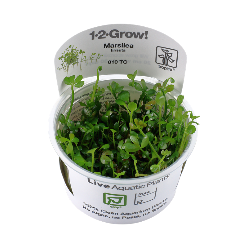 Tropica 1-2-Grow! Marsilea hirsuta 6,95 €