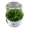 Tropica 1-2-Grow! Marsilea hirsuta 6,95 €